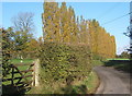 A corner of Fen Lane and a row of poplars