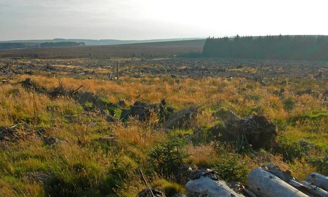 Clearfelling in Strathgyle Wood within Durris Forest