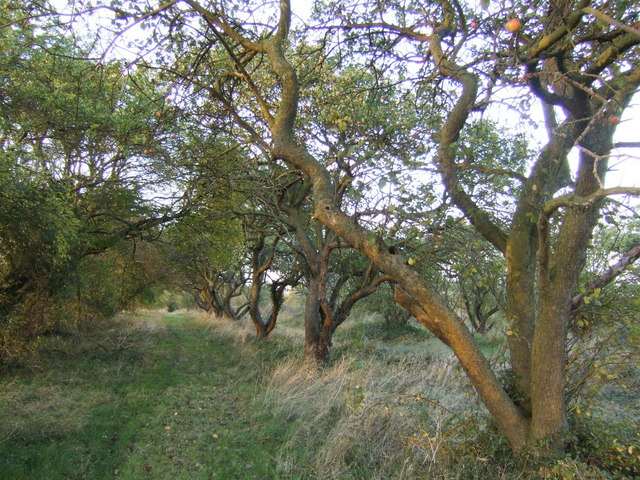 Old orchard near Childerley