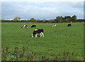 Cattle Grazing. Norton Green, Staffordshire