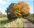 Lane and two trees, near Woolney Hall