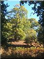 Trees and bracken, Sandy Hill