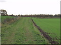 Access track beside the winter barley