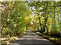 Woodland tunnel near to Heath End