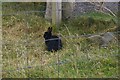 NB5363 : Melanic rabbit / Coinean dubh by Fractal Angel