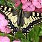 Swallowtail Butterfly RSPB Strumpshaw Fen Norfolk
