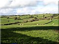 Sheep and cattle near Tyn-y-celyn