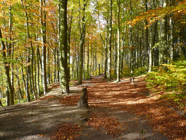 Linacre Beech Wood in Autumn