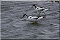 SD3520 : Avocets (Recurvirostra avosetta), Marshside by Mike Pennington