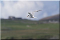 HP5704 : Common Tern (Sterna hirundo), Lund by Mike Pennington