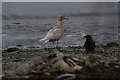 HP5800 : Glaucous Gull (Larus hyperboreus), Uyeasound by Mike Pennington