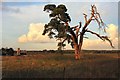 Wangford tree and church