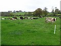 Cows at Violet Hill