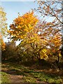 Autumn leaves along the bridleway.