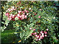 Sorbus berries in the autumn