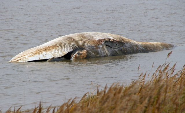 Stranded Whale at Barrow Haven