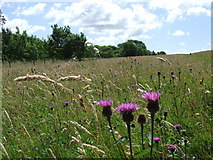 SD7777 : Wildflower Meadow (near Colt Park) by Roger Nunn