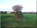 Hedgerow Near Stanton-Upon-Hine-Heath