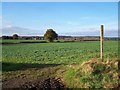 Footpath To Lodgebank