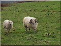 SJ0220 : Welsh Mountain-Hill Flock tup and ewe by John Haynes