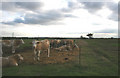 Cow on a footpath