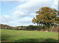 Grazing Land, The Lye, Shropshire