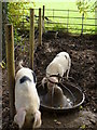 Pigs at Wildfields Farm