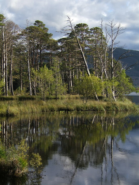 Pines, Loch Mallachie