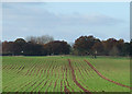 Crop Field near Chetton, Shropshire