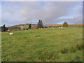 Grazing field at Broomholmshiels