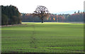 Crop Field and Woodland, near Bourton, Shropshire