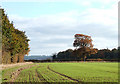 Cropfield and Woodland near Bourton, Shropshire
