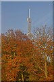 Reigate Hill TV Mast above beeches in autumn colour