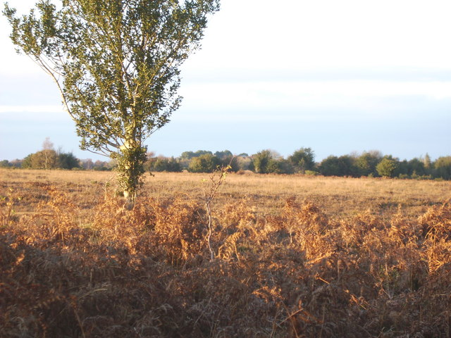 The New Forest - Black Bush Plain © Val Pollard :: Geograph Britain and ...