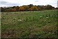 Set-a-side field beside Highfield Wood, Kinnersley