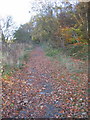 Path on edge of Calais Muir Wood