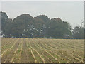 Cut maize near Swingate looking towards Windmill Plantation