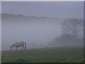 SU8186 : Horse and mist, Bockmer End by Andrew Smith