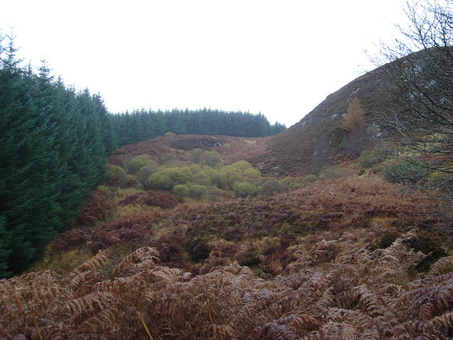Forestry edge west of Cruach Clenamacrie