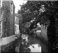 Stream with swans in Truro