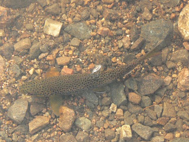 Fish in puddle © Rob Burke :: Geograph Britain and Ireland