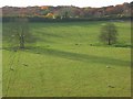 Pasture, Chisbridge Cross