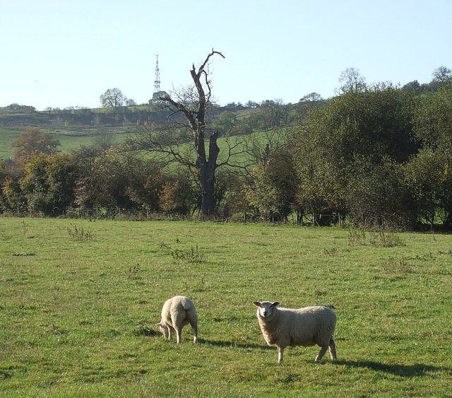 Sheep south of Midshires Way