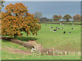 Grazing near Stottesdon, Shropshire