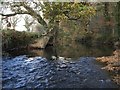 River Tamar at Northcott Wood