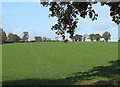 Clover Field, near The Bold, Shropshire