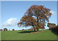 Clover Field with Oak Tree, Shropshire