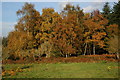 Silver Birch trees at the Kymin