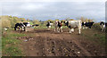 SO3311 : Dairy cattle at Little Tresaison Farm by Jonathan Billinger