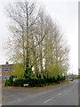 Poplar Trees alongside the main road at "The Poplars" housing development, Donaghacloney